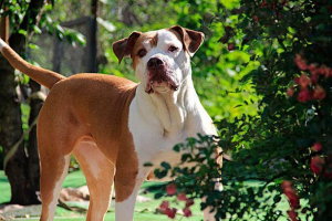 Zasady dotyczące treści buldoga amerykańskiego